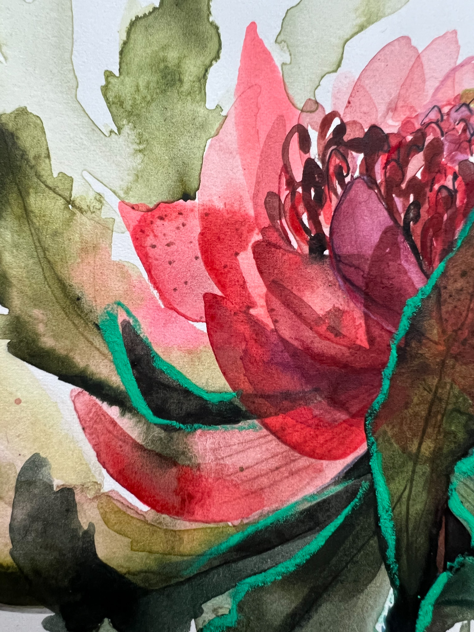 Waratah fine art print