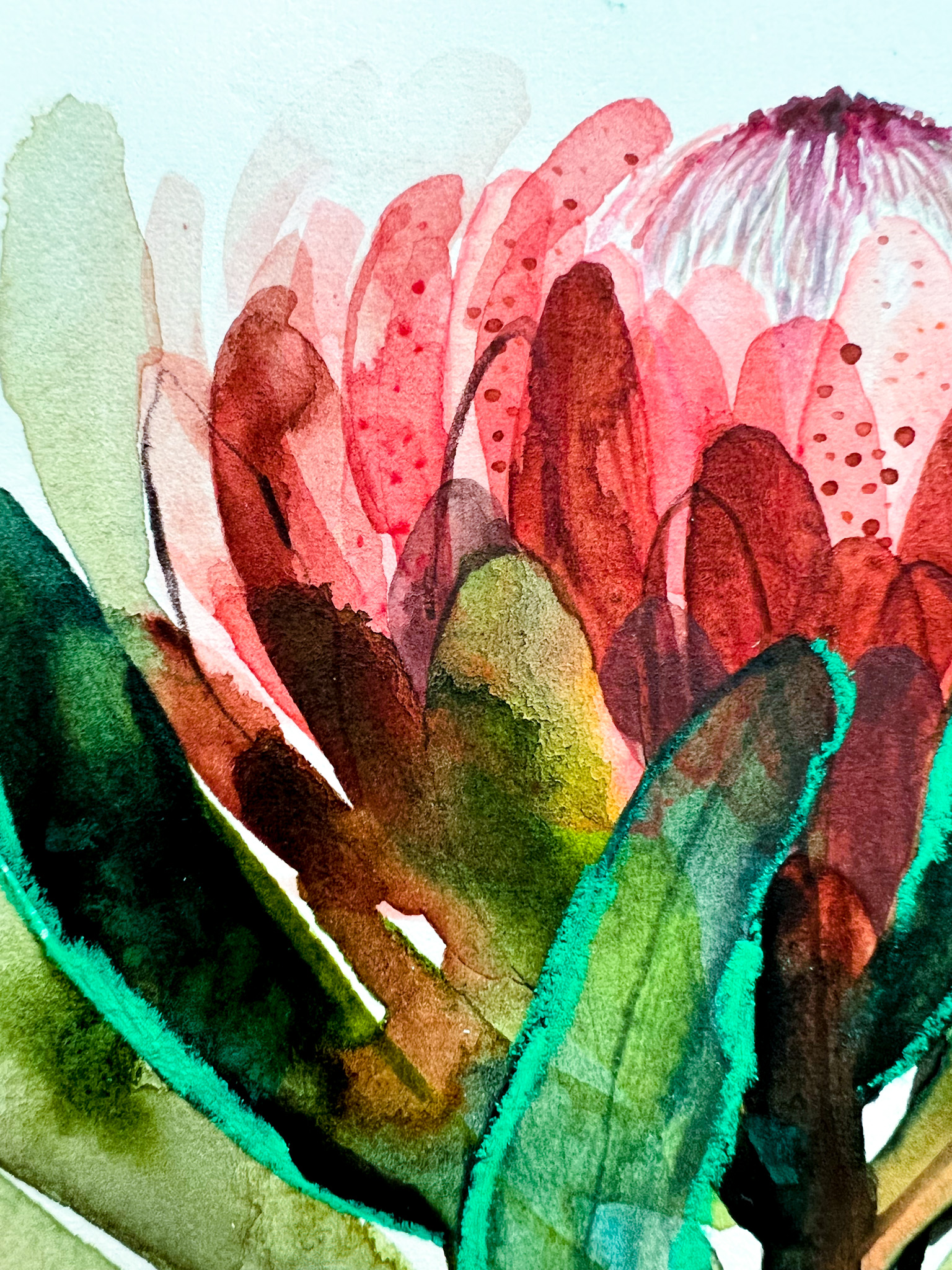 Protea watercolour fine art print