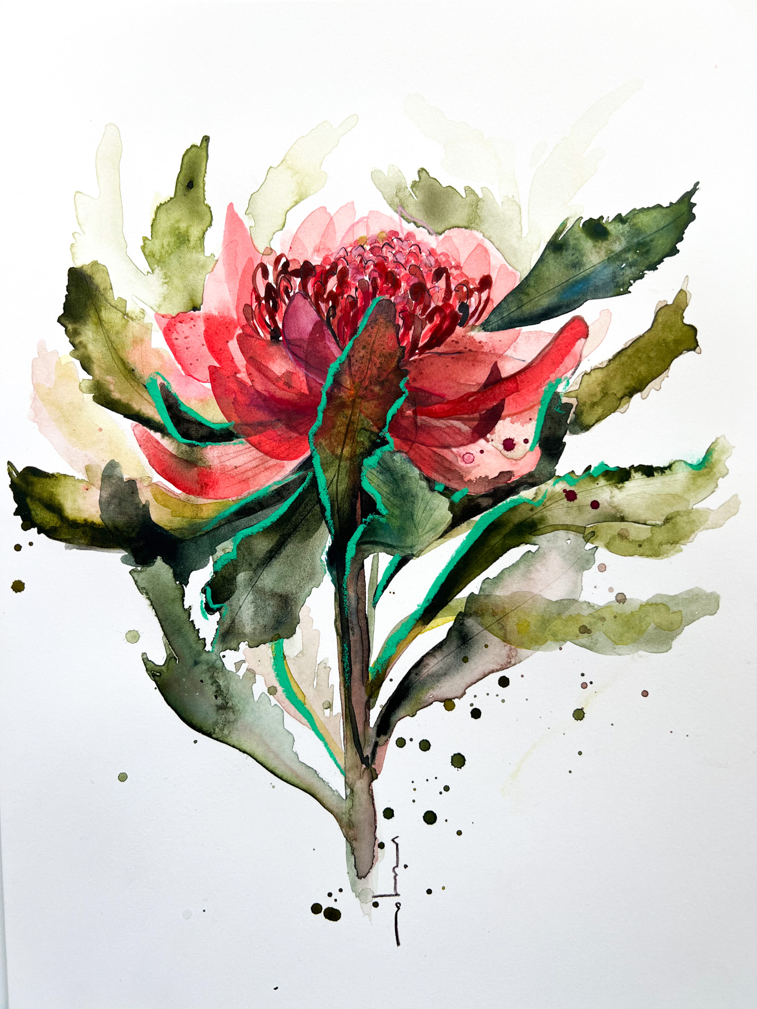 Waratah fine art print