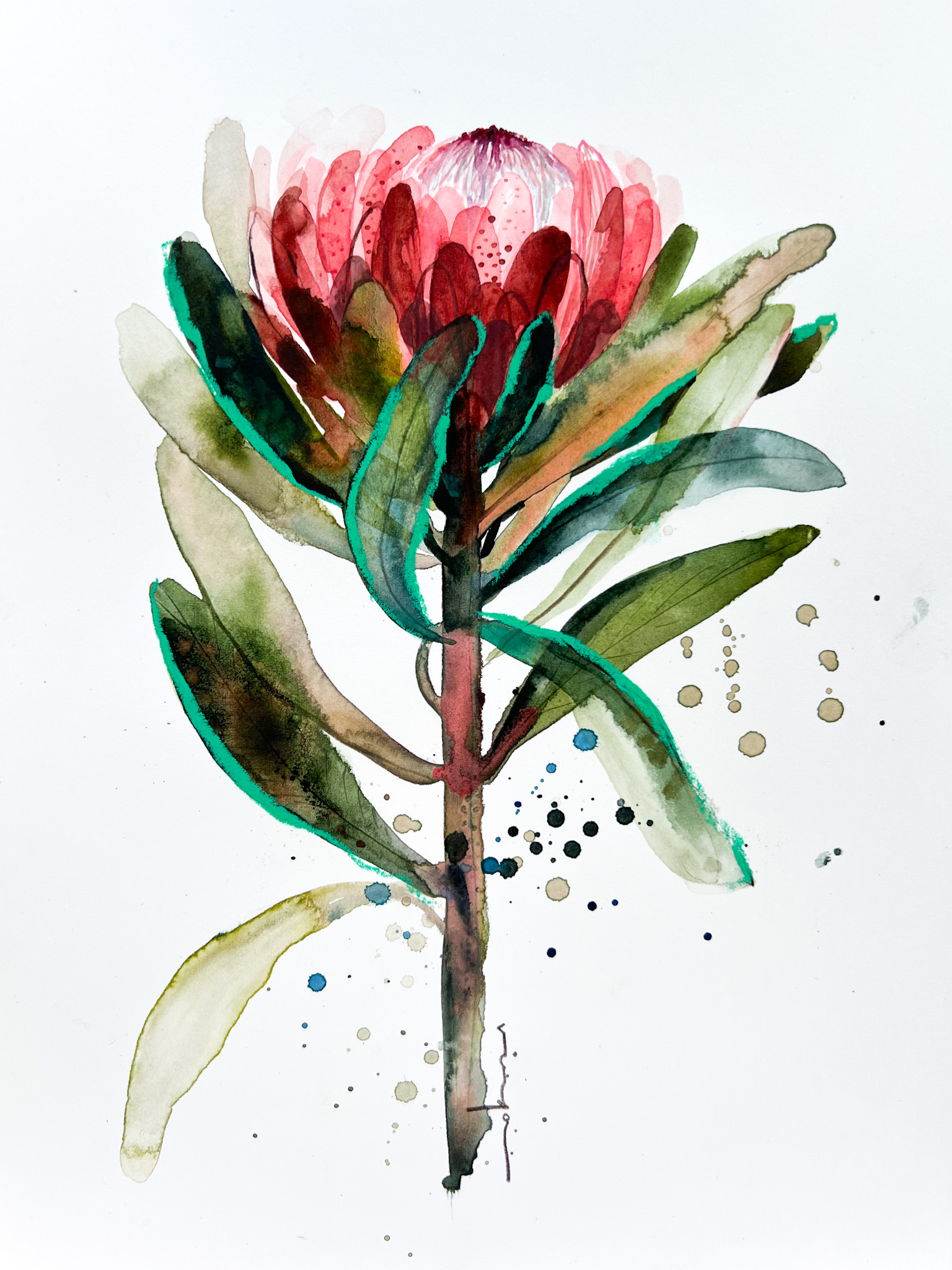 Protea watercolour fine art print