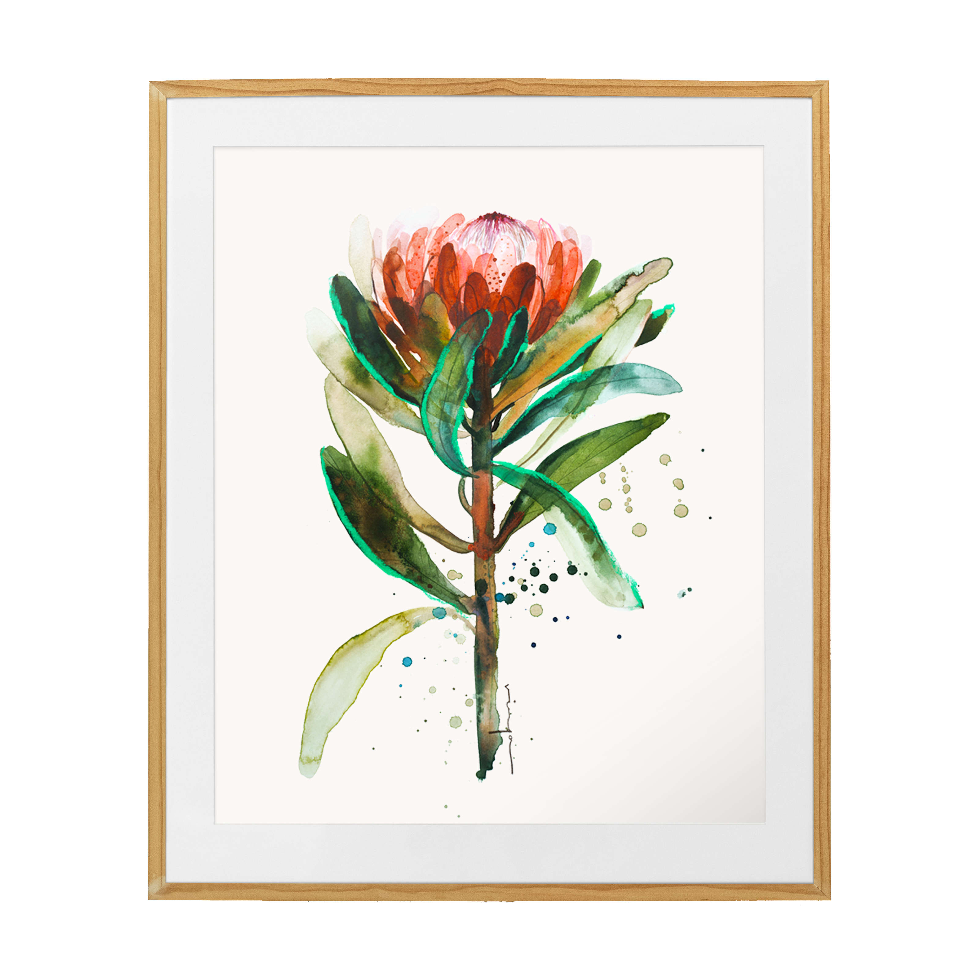 Protea watercolour fine art print