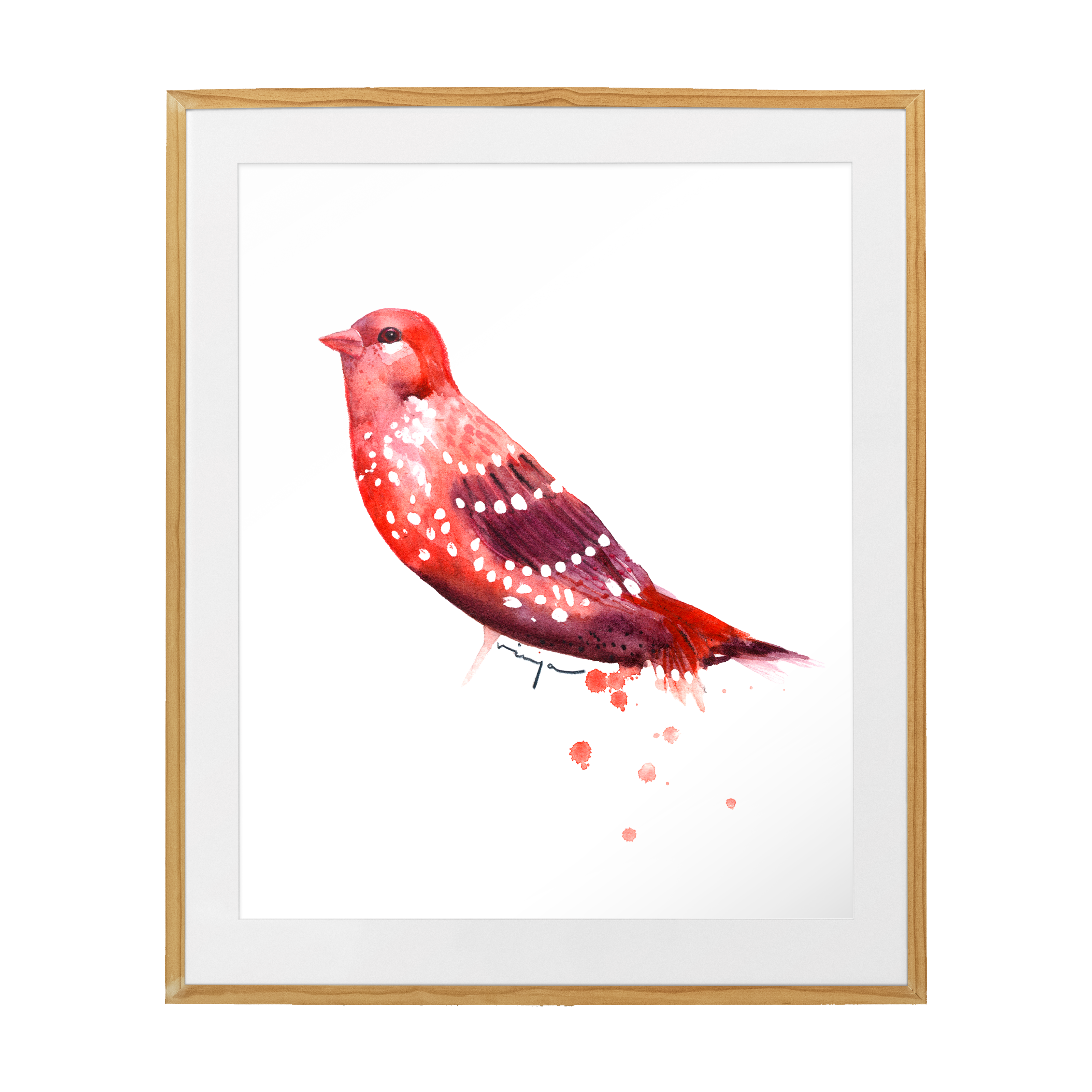 Strawberry finch fine art print