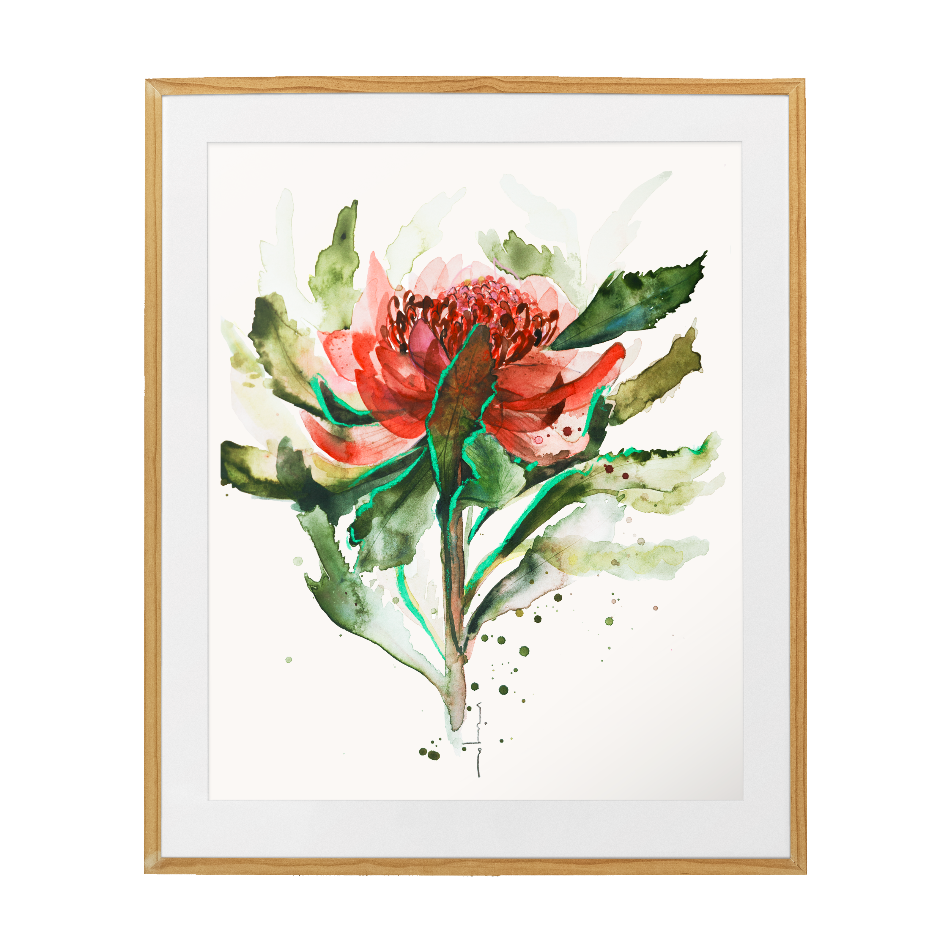 Waratah fine art print